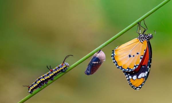 EXPEDIÇÃO ECOLÓGICA: CICLOS DO QUE É VIVO