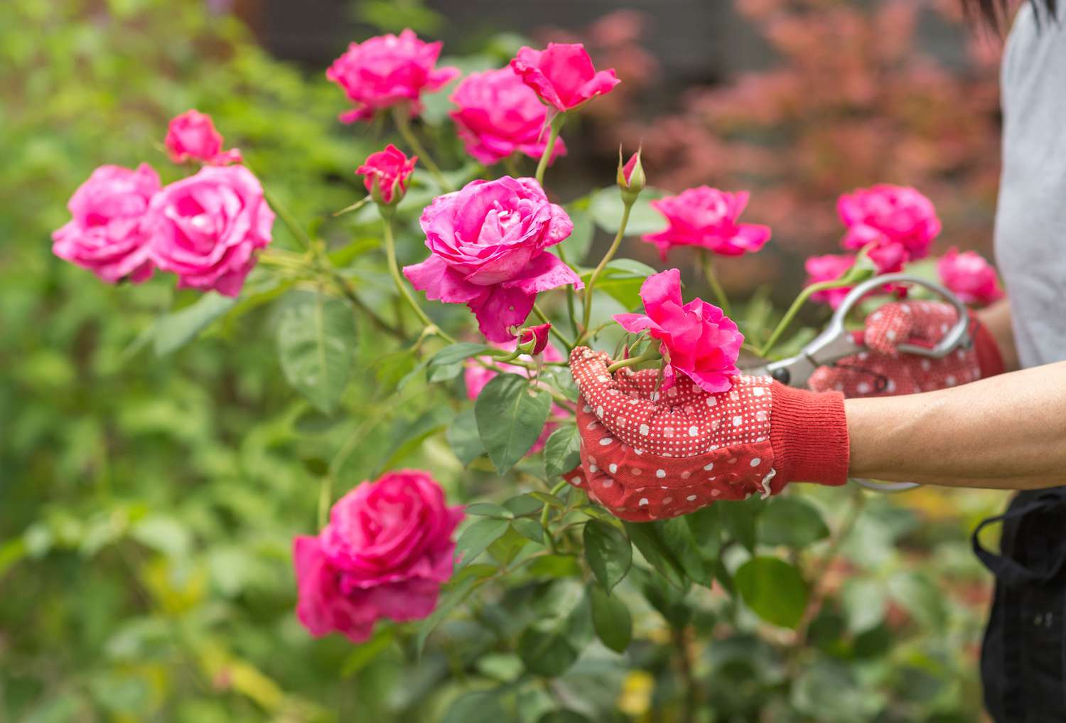 CULTIVO DE ROSAS